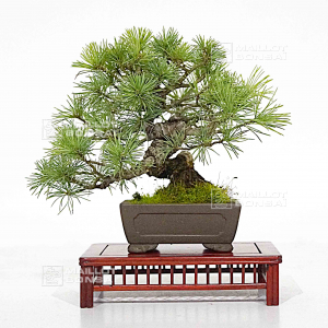 vendu Pinus pentaphylla  170302210