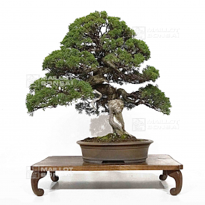 vendu-juniperus-chinensis-itoigawa-170302211