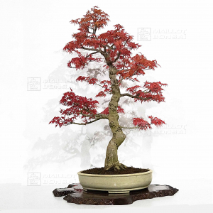 VENDU Acer palmatum seigen 24030224