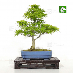 vendu-acer-palmatum-mikawa-yatsubusa-31030221