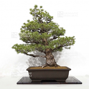 pinus-pentaphylla-ref-31030222