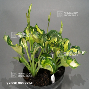 hosta-golden-meadows