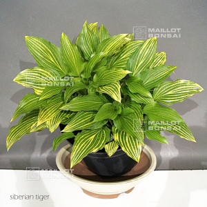 Hosta siberian tiger