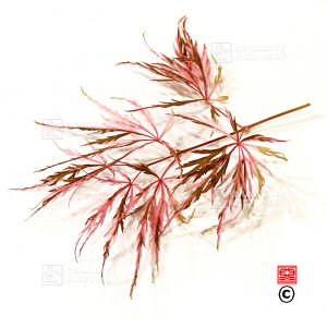 hana-matoi-variete-protegee