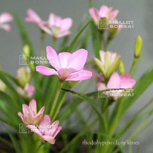 rhodohypoxis "fairy kisses" pot 1,4 litre