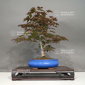 vendu-acer-palmatum-shojo-nomura-ref-03060222