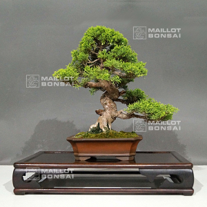 vendu-juniperus-chinensis-itoigawa-ref-03060224
