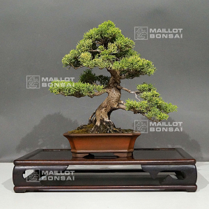 juniperus chinensis itoigawa ref 03060225
