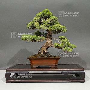 juniperus-chinensis-itoigawa-ref-03060225