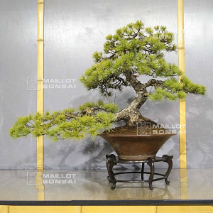 pinus-pentaphylla-du-japon-ref-15050223