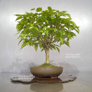 vendu-zelkova-serrata-ref-17040222