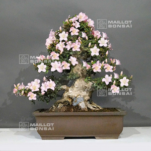 pt-rhododendron-gyoten-29040221