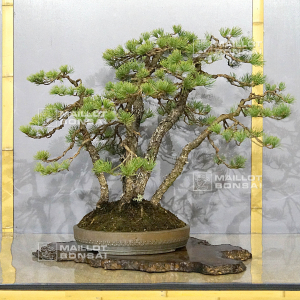 pinus-pentaphylla-ref-23030181