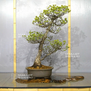 vendu-pinus-pentaphylla-variete-zuisho-ref-1104022