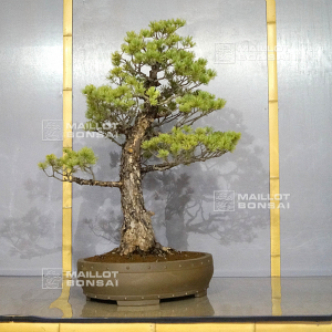 pinus-pentaphylla-du-japon-ref-11040223