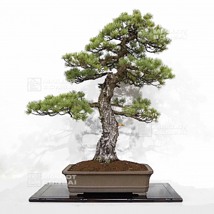 pt-pinus-pentaphylla-07040221