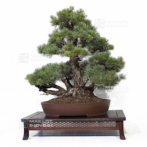 vendu-pinus-pentaphylla-07040223