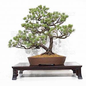 vendu-pinus-pentaphylla-07040224