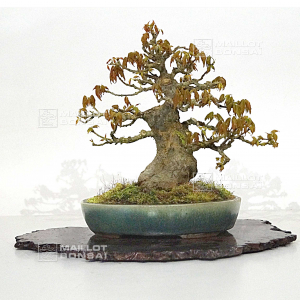 vendu-acer-buergerianum-ref-17030226