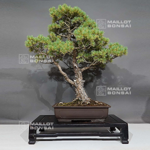 pinus-pentaphylla-20070221