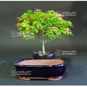 acer palmatum 'kiyohime' and bonsai pot set