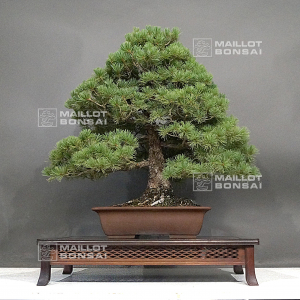 Pinus pentaphylla ref : 28070221