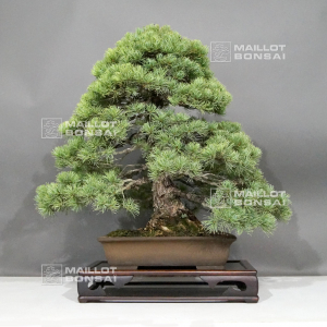 vendu-pinus-pentaphylla-ref-28070222