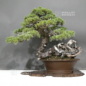 vendu-pinus-pentaphylla-ref-22070223