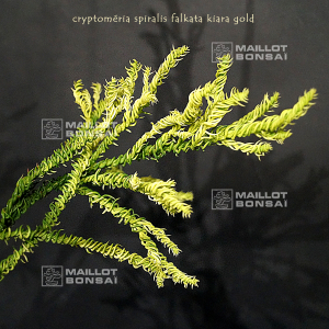 cryptomeria spiralis falcata kiara gold