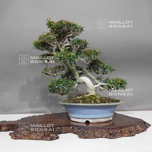 vendu-trachelospermum-asiaticum-ref-21090184