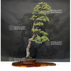 pinus-pentaphylla-22080221