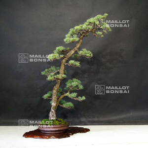 vendu-pinus-pentaphjylla-ref-2208222