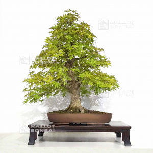 acer-palmatum-ref-03090222