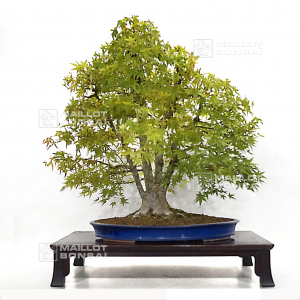 vendu-acer-palmatum-ref-07090221