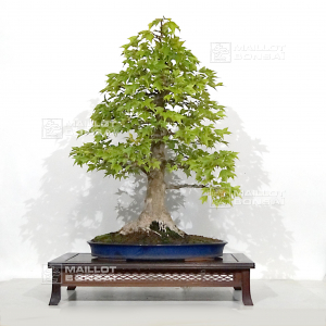 vendu-acer-buergerianum-ref-07090222