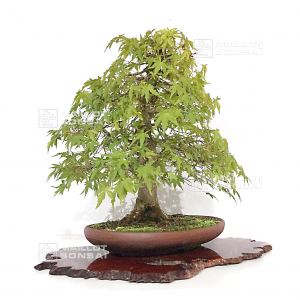 vendu-acer-palmatum-ref-07090224