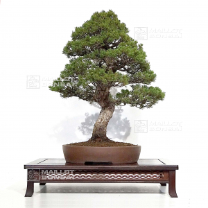 vendu-pinus-pentaphylla-kokonoe-12090221