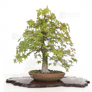 vendu-acer-palmatum-ref-12090225