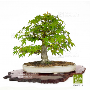 vendu-acer-palmatum-ref-12090226