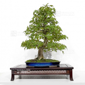 vendu-acer-palmatum-ref-16090221