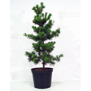 epuisepinus-pentaphylla-du-japon-ryujin