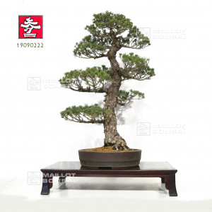 vendu-pinus-pentaphylla-kokonoe-du-japon-ref-1909