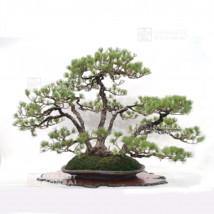 pinus-pentaphylla-ref-21090221