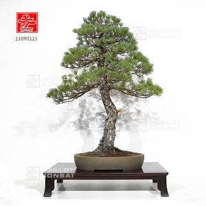 pinus-pentaphylla-ref-23090223