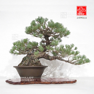 pinus-pentaphylla-ref-23090222