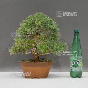 pinus-pentaphylla-du-japon-ref-08070221