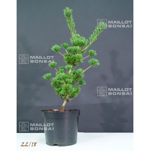 pinus-parviflora-var-pentaphylla