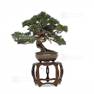 vendu-juniperus-chinensis-itoigawa-27100225