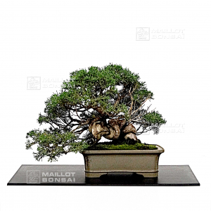 vendu-juniperus-chinensis-itoigawa-27100227