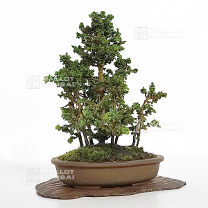 vendu-chamaecyparis-obtusa-chirimen-ref-031102